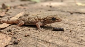 Cocô de lagartixa: como reconhecer e diferenciar de outros animais